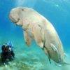 andaman-4