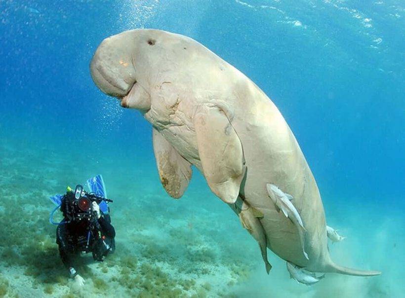andaman-4