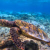 reef-02 reef-02