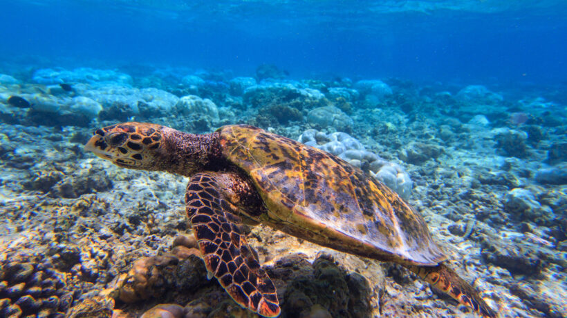 reef-02 reef-02